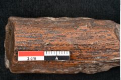 Foto (Detailansicht) von Plantae indet.  (NHMW-GEO-2024-0188-11528)